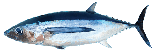 Albacore Tuna